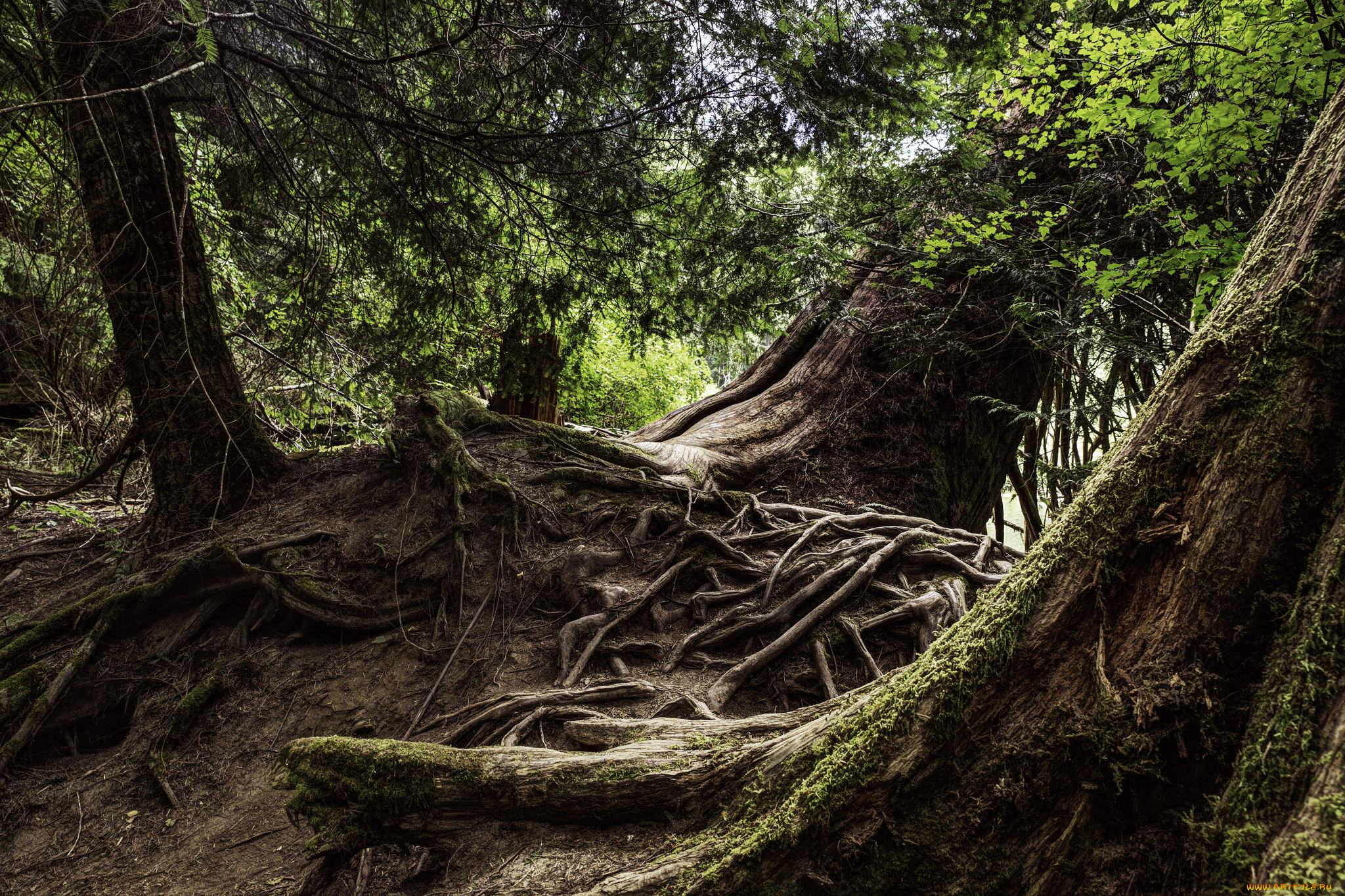 природа, лес, простор