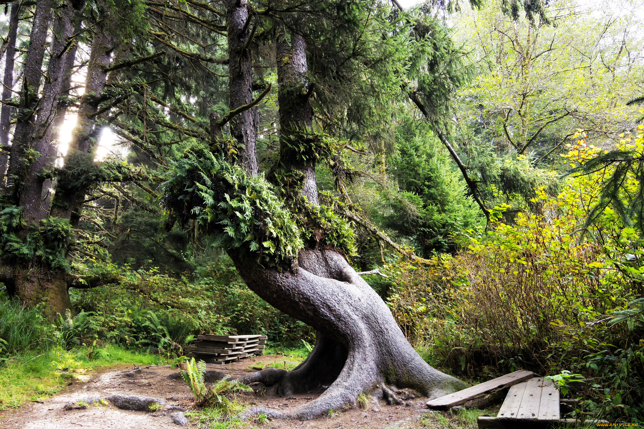 природа, лес, простор