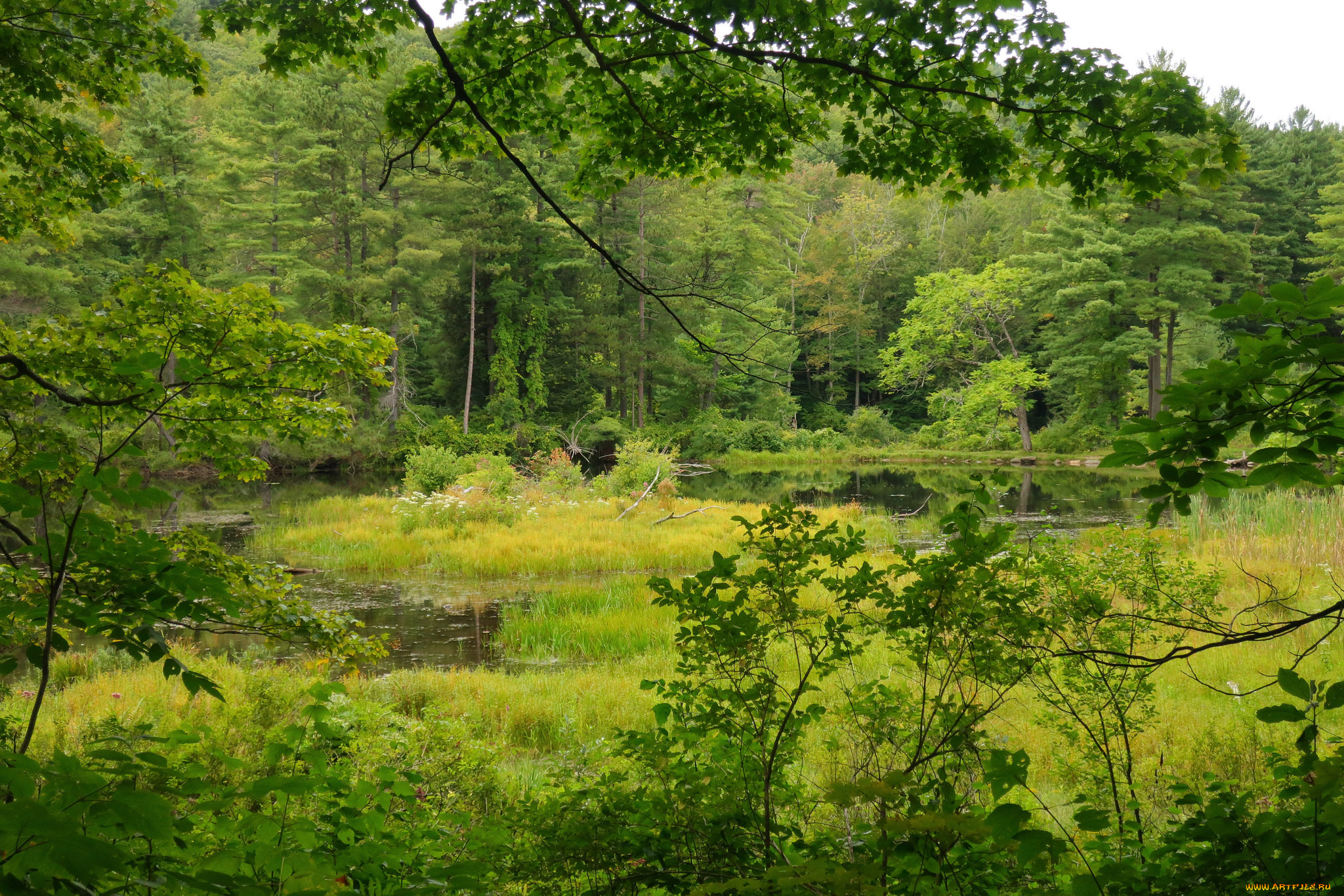 природа, лес, простор