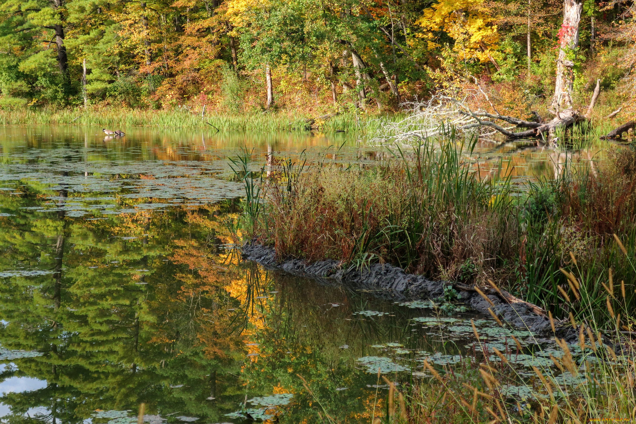 природа, реки, озера, простор