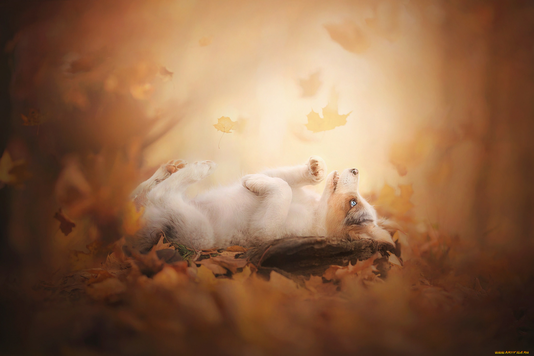 животные, собаки, листья, осень