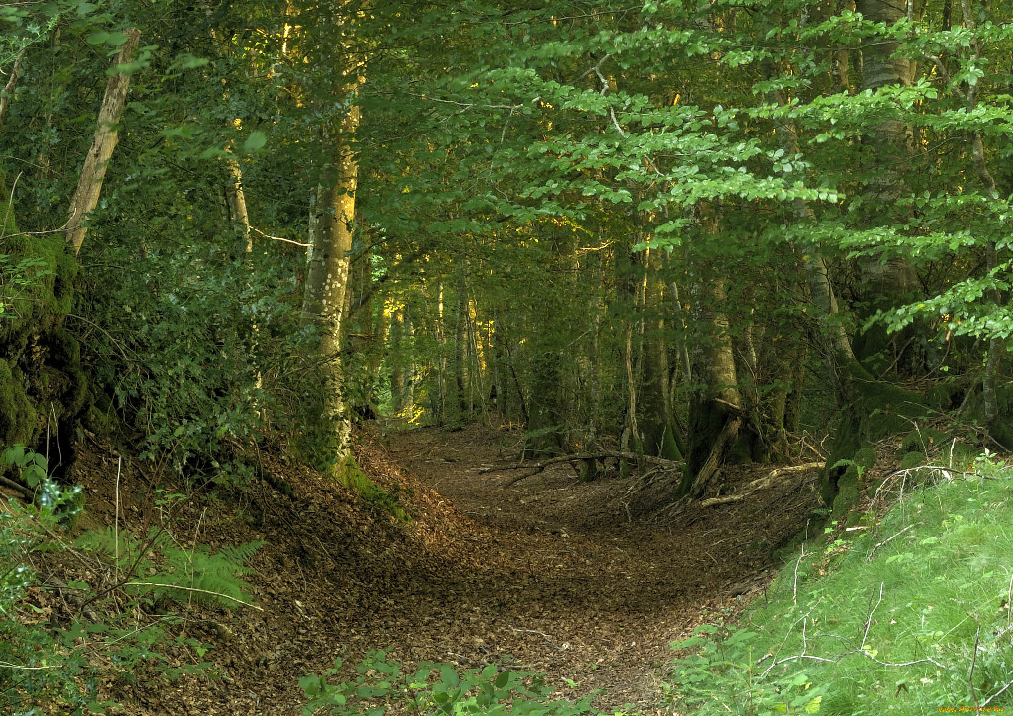 природа, дороги, простор