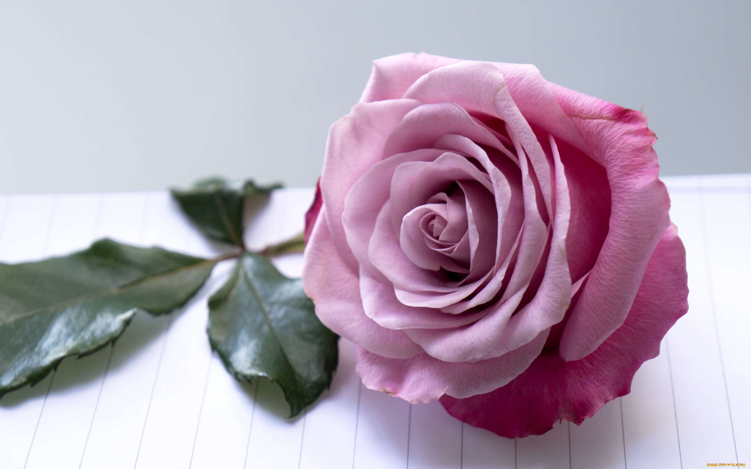 цветы, розы, макро