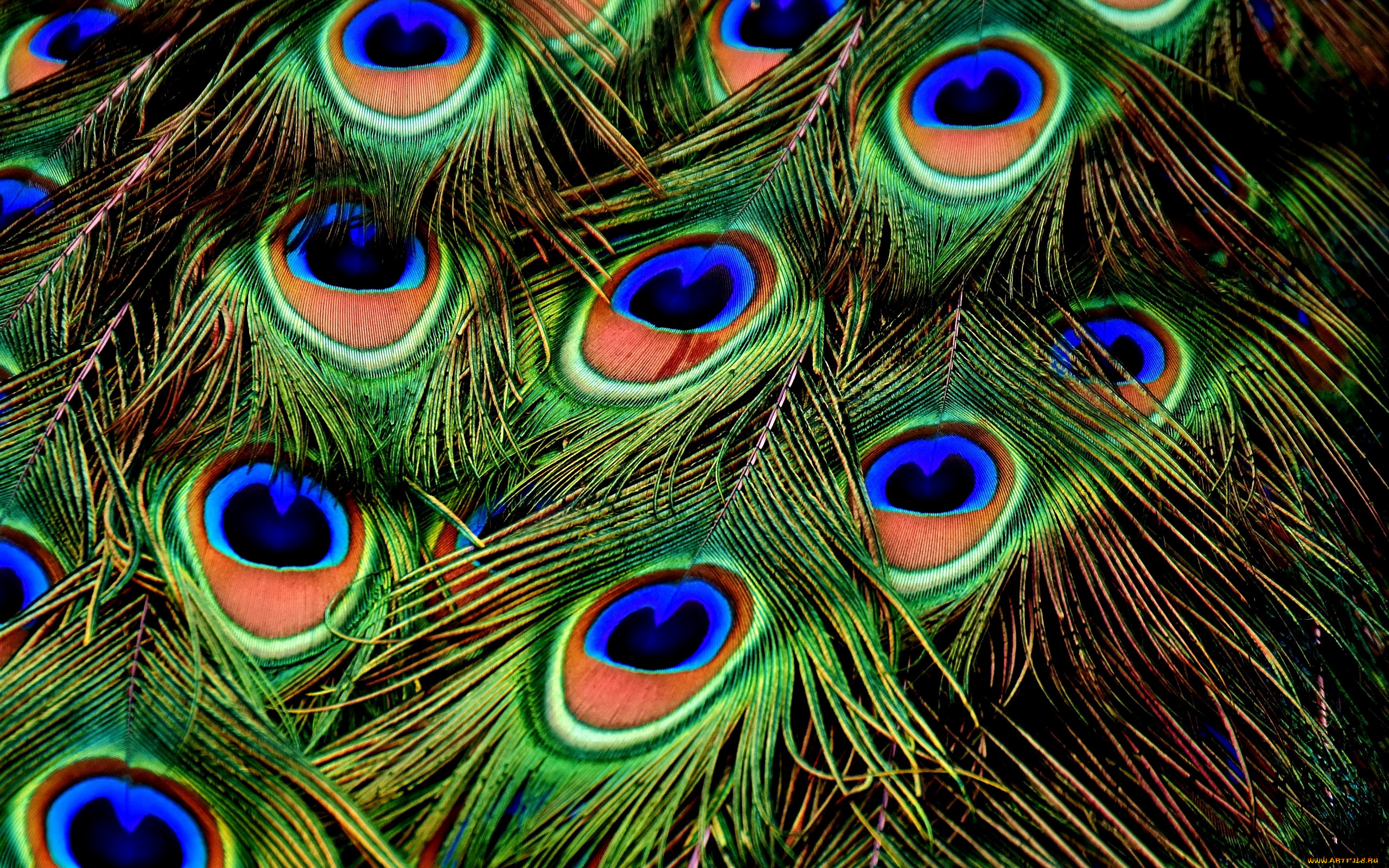 разное, перья, павлиньи