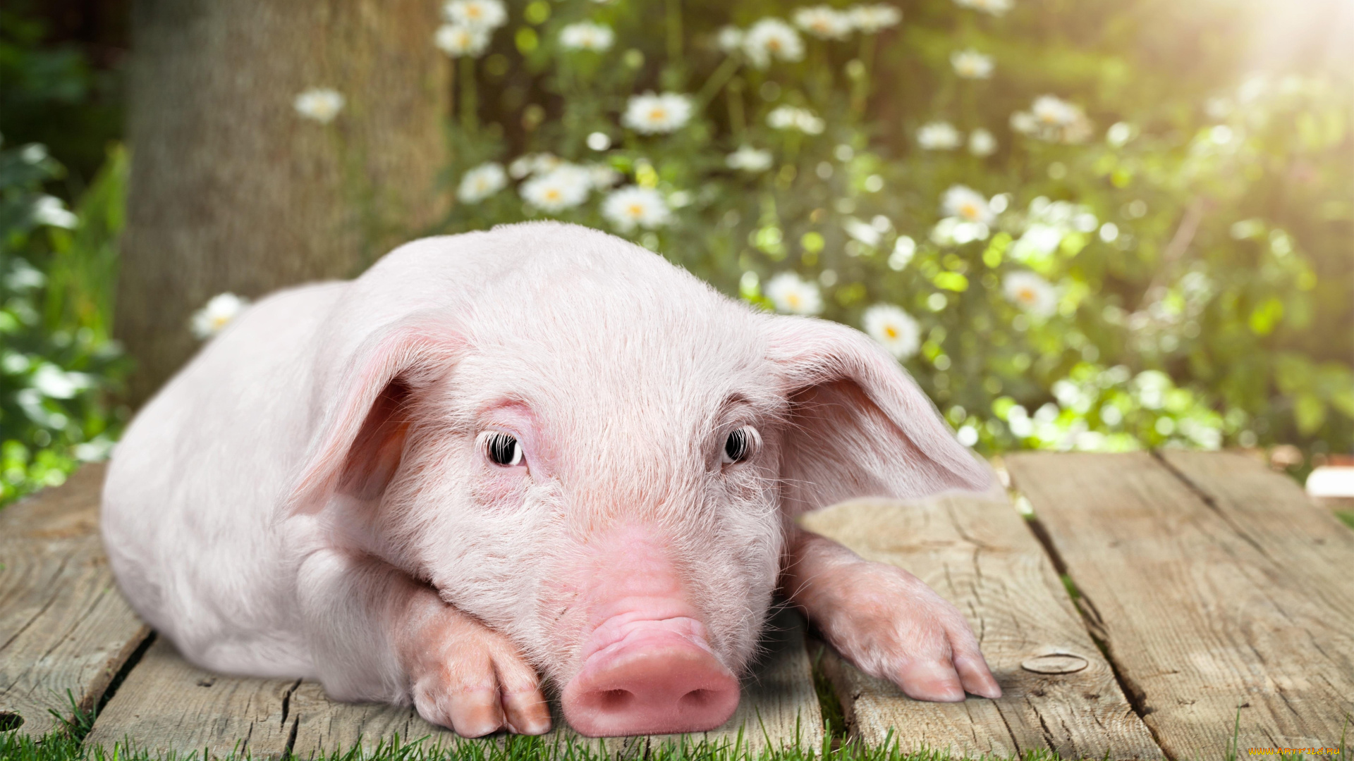 календари, праздники, , салюты, поросенок, свинья, цветы