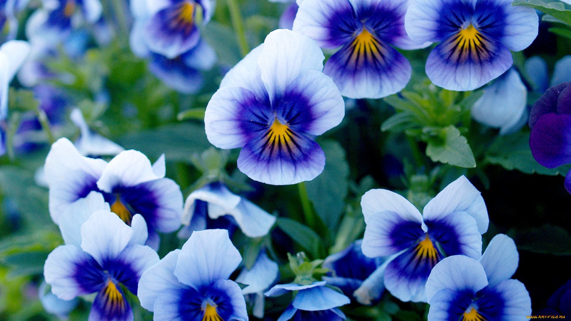 цветы, анютины, глазки, , садовые, фиалки, голубой