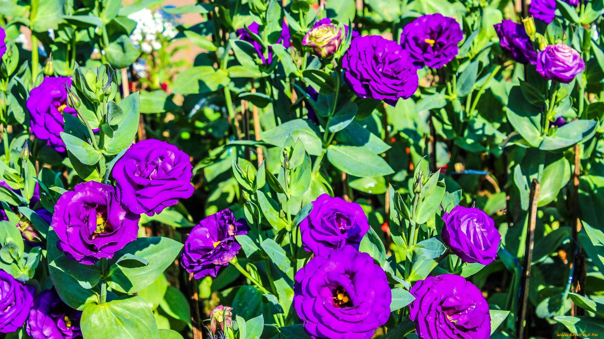 цветы, эустома, лиловый