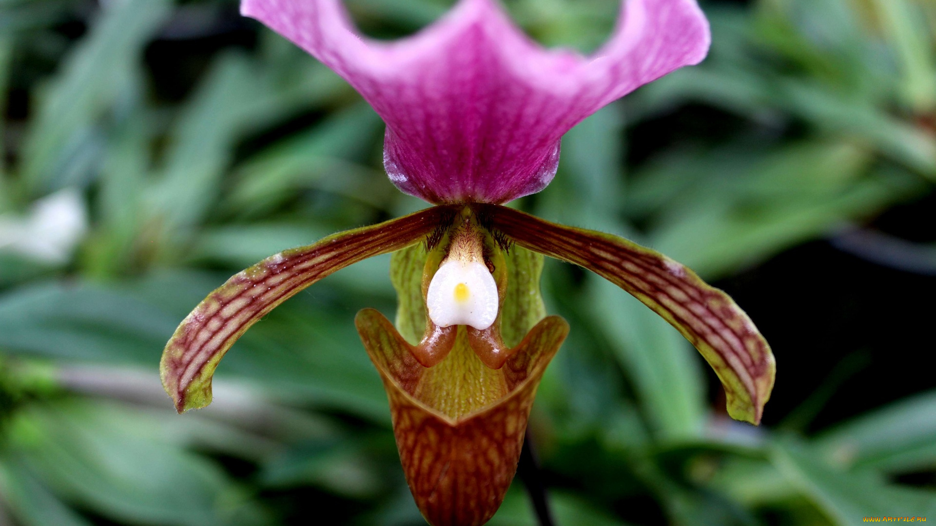 цветы, орхидеи, экзотика