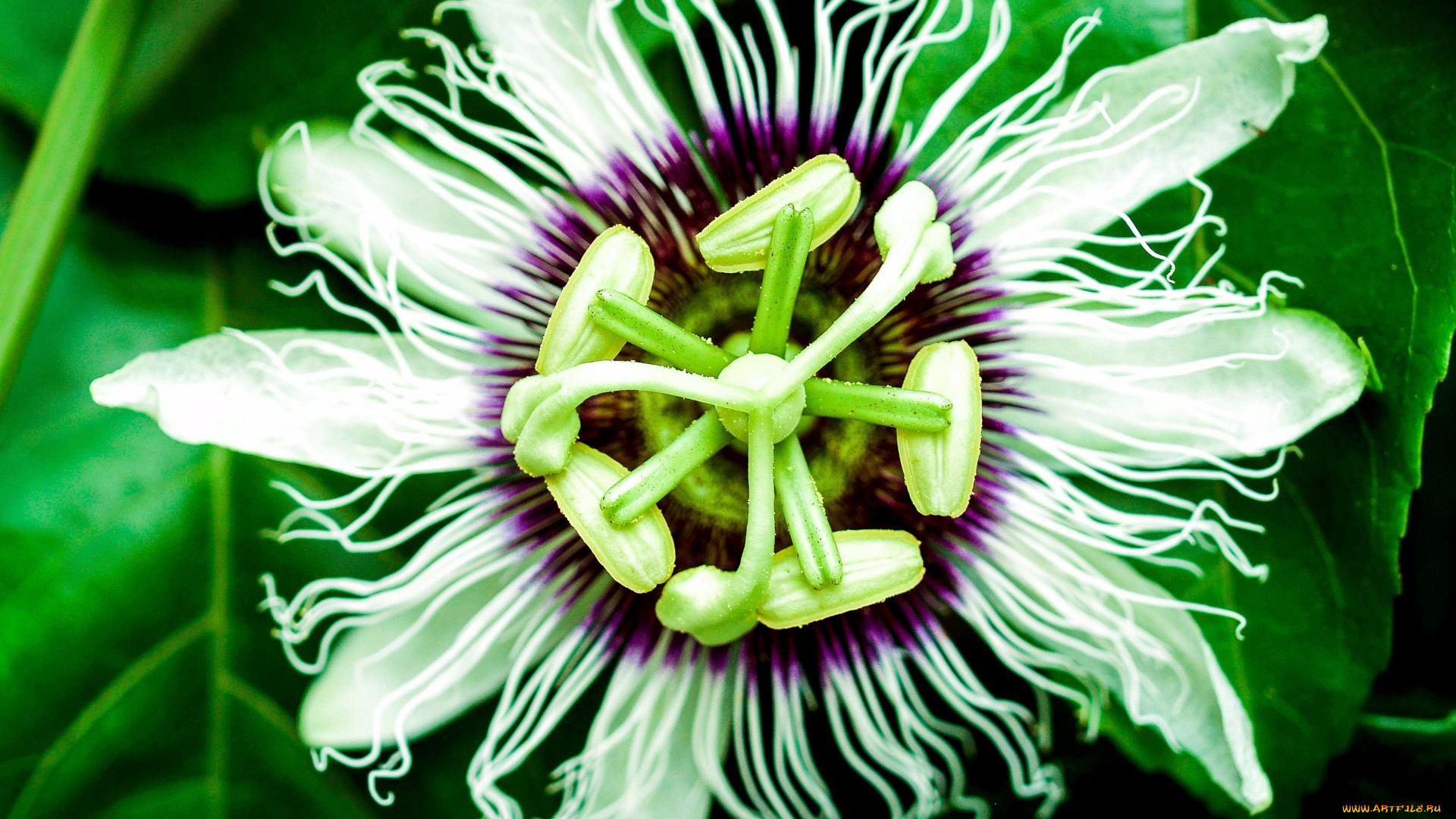 цветы, пассифлора, страстоцвет