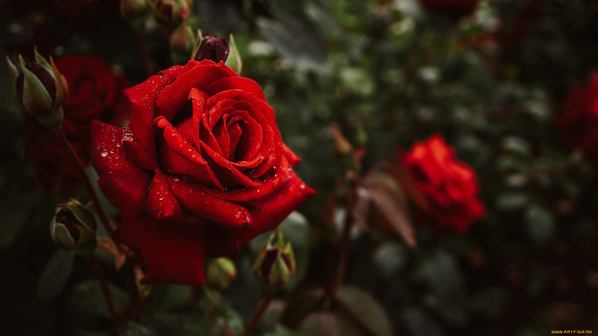 цветы, розы, алая, роза, капли