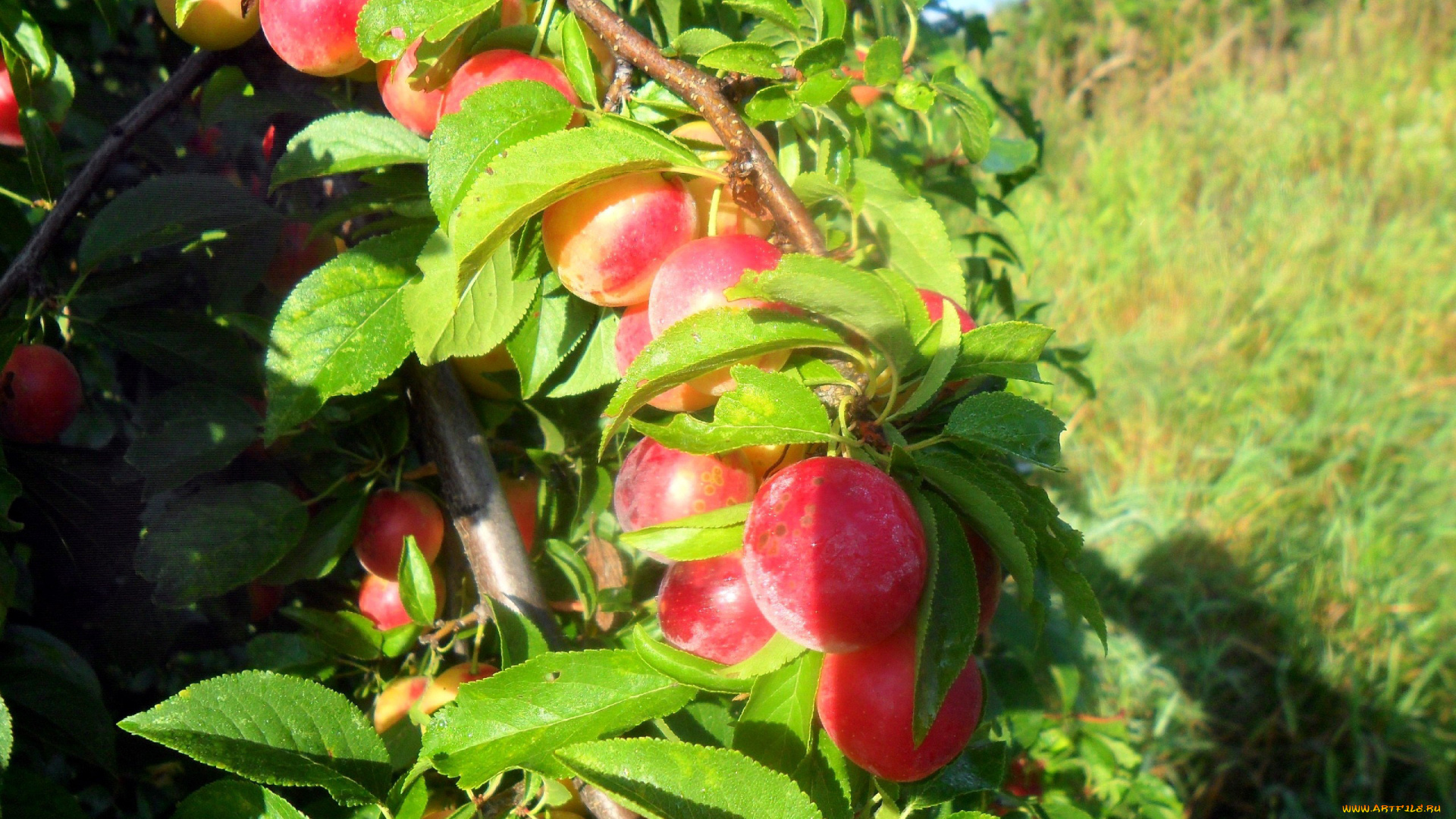 природа, плоды, сливы