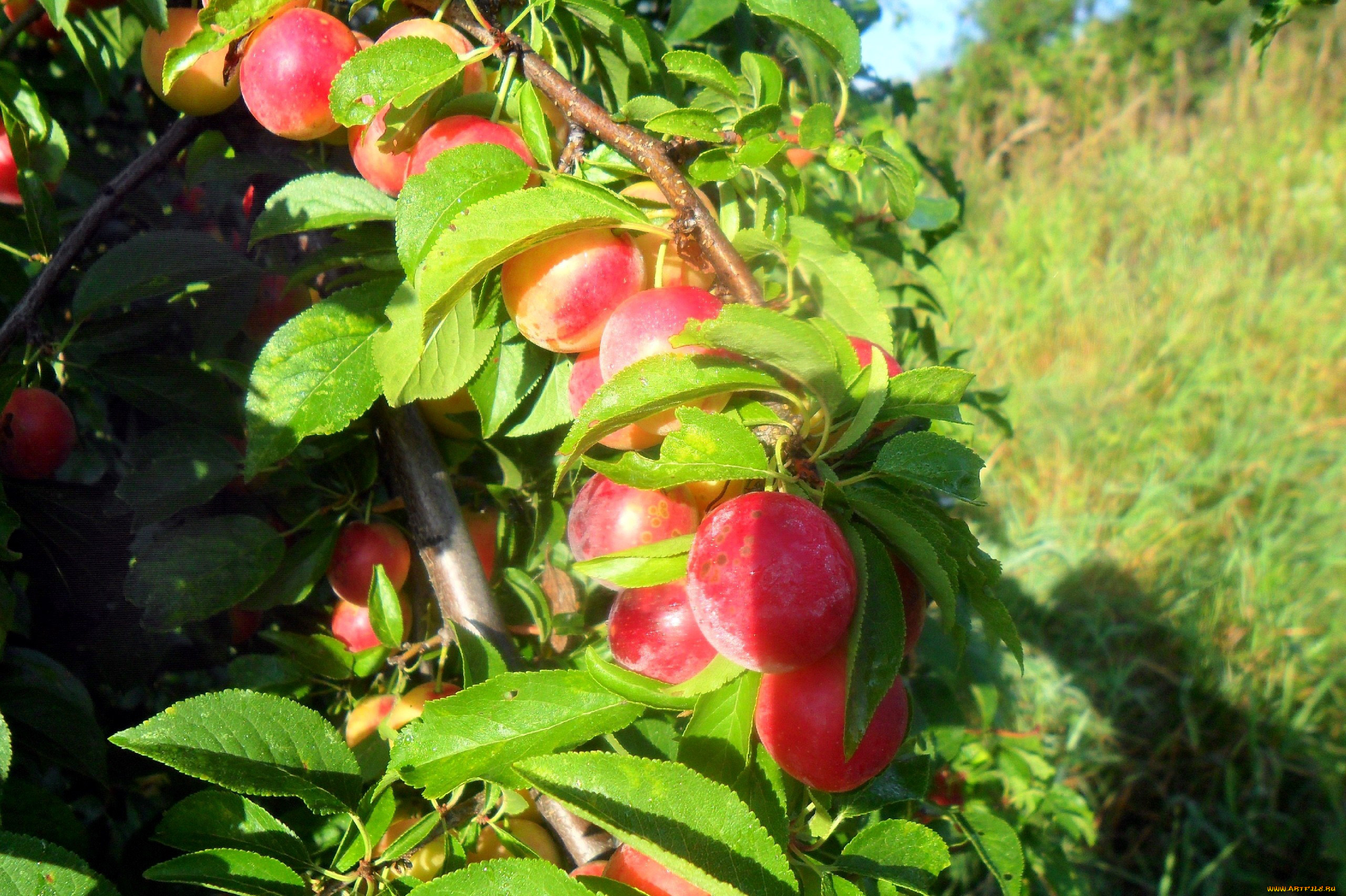 природа, плоды, сливы