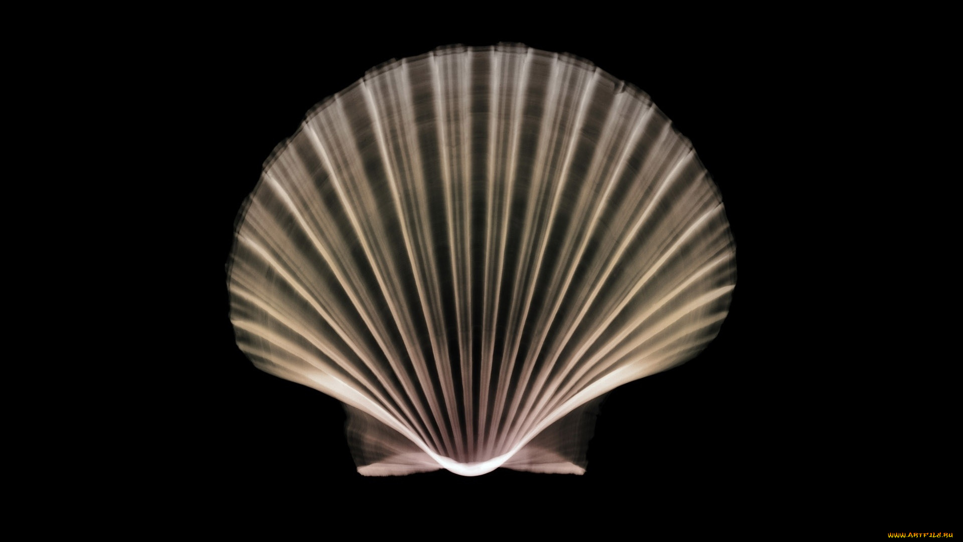 разное, кости, , рентген, ракушка, раковина