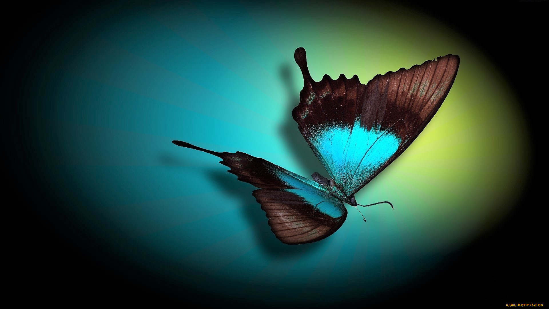 животные, бабочки, , мотыльки, , моли, бабочка