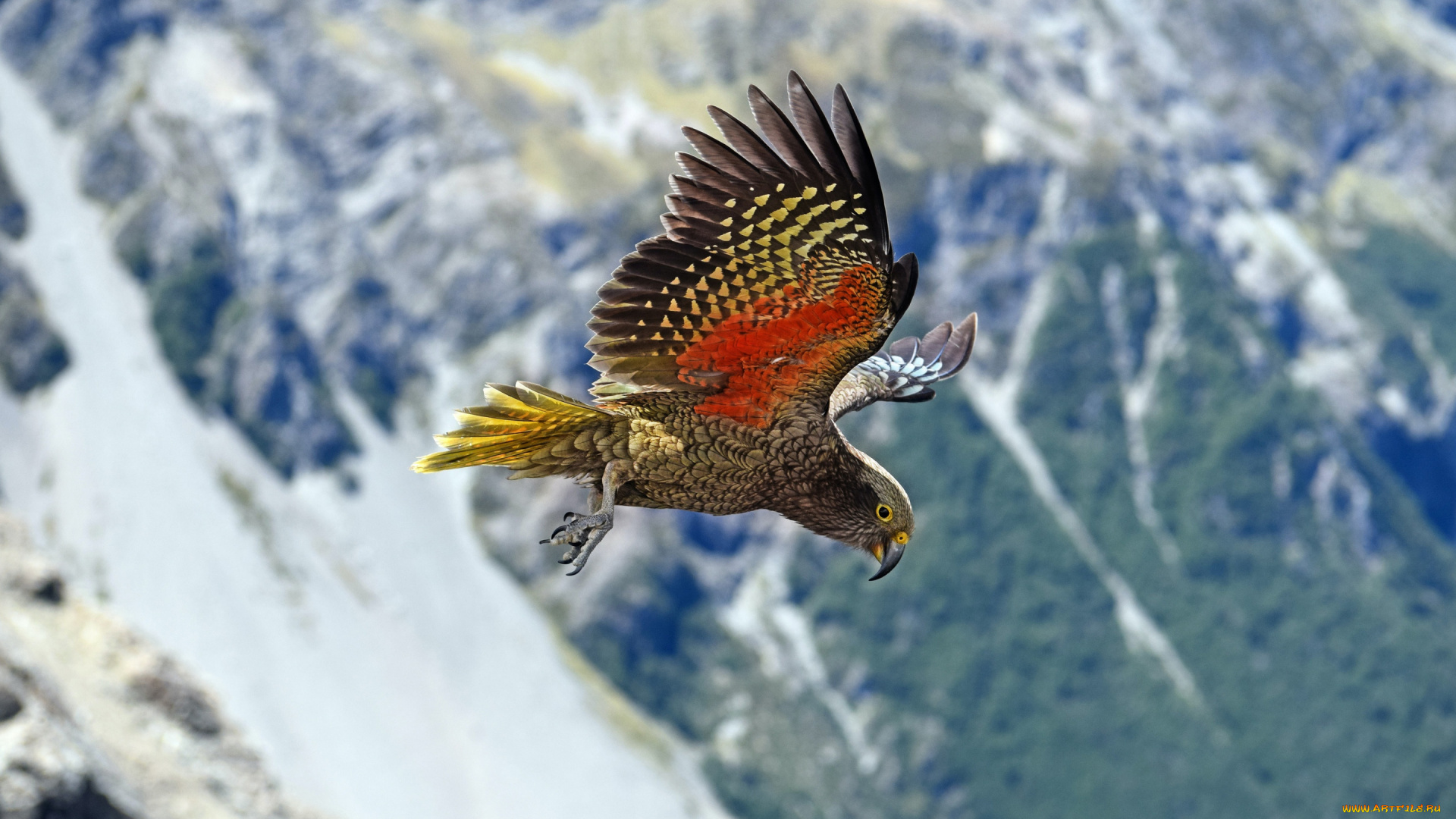 животные, попугаи, конго, серый, попугай, птица, полет, красивый, окрас, psittacus, erithacus