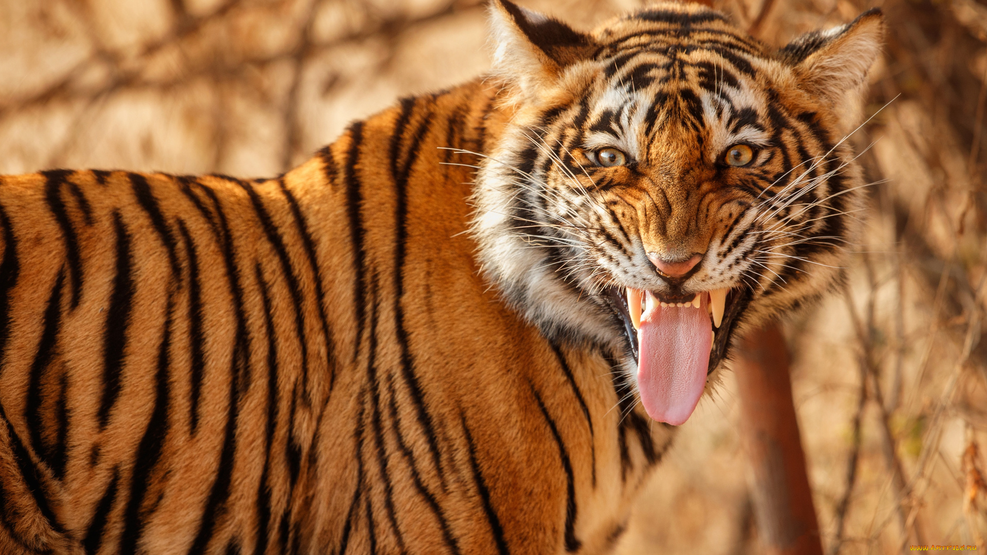 животные, тигры, язык, морда, тигр, дикая, кошка