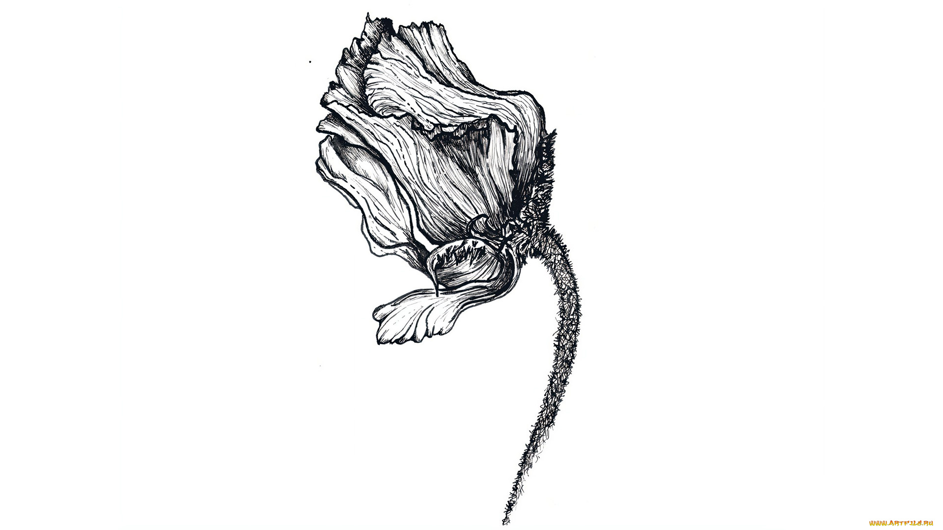 оригинал, 295312, рисованное, цветы, рисунок