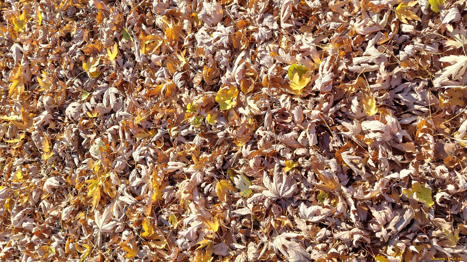 природа, листья