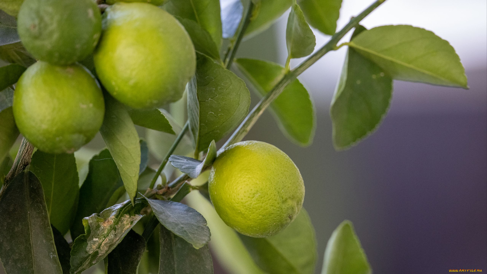 природа, плоды, лимоны