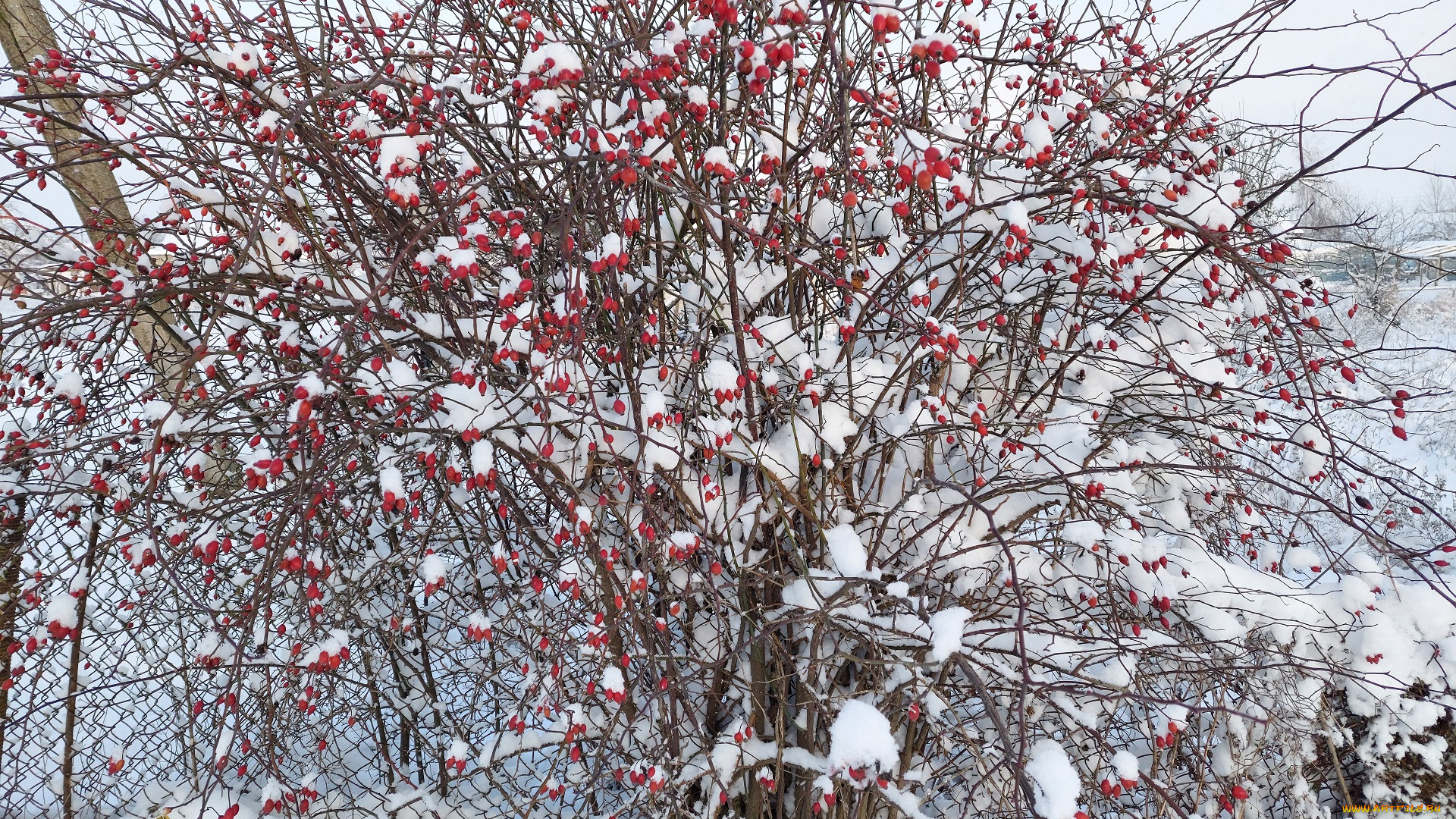 природа, ягоды, зима, снег
