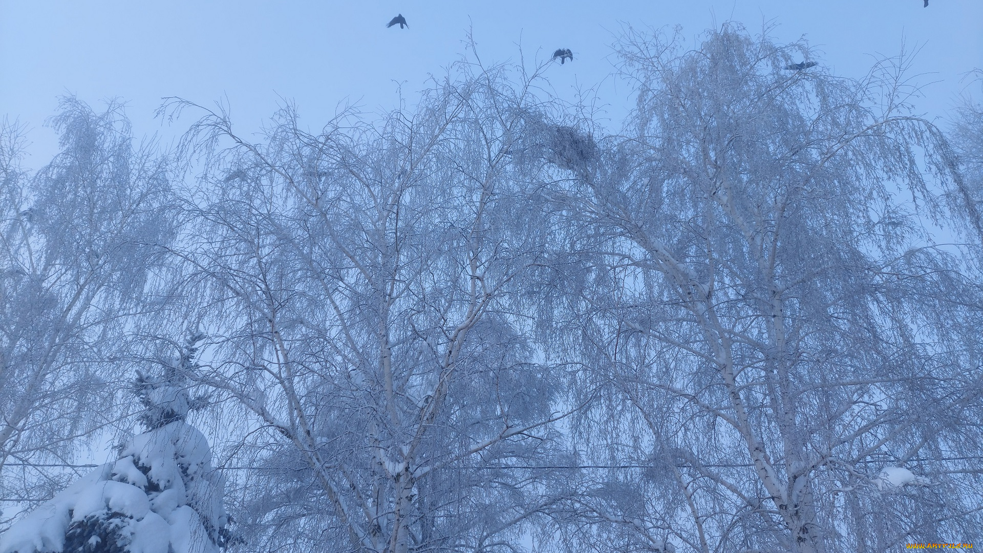 природа, зима, снег