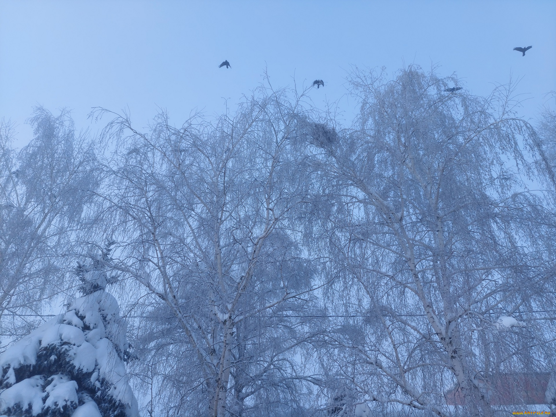 природа, зима, снег