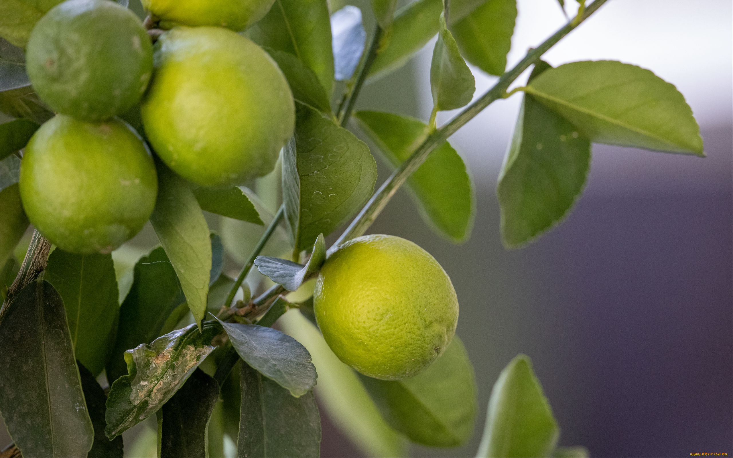природа, плоды, лимоны