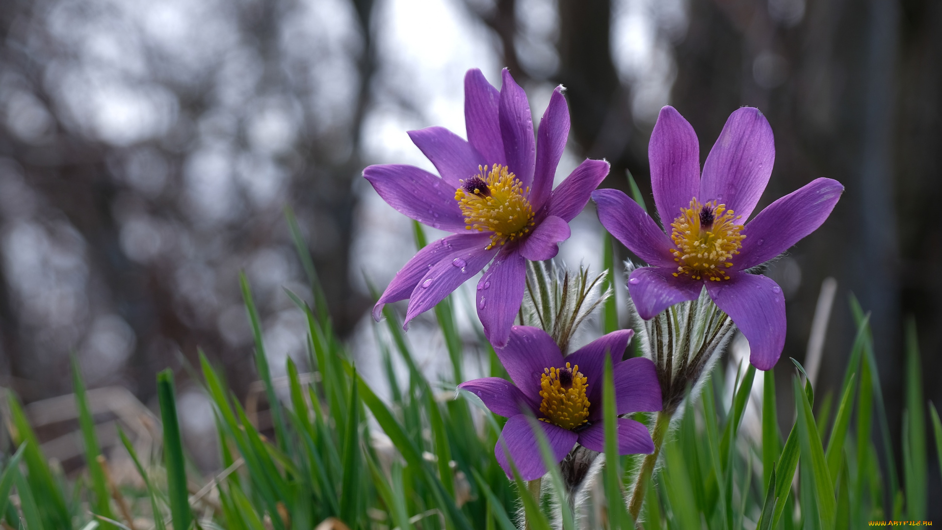 цветы, анемоны, , сон-трава