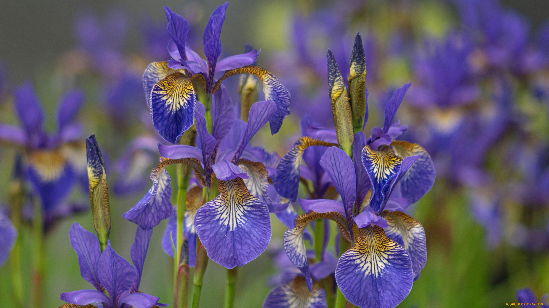 цветы, ирисы, лиловые, много
