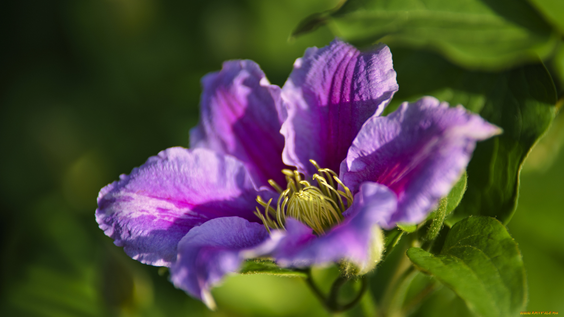 цветы, клематис, , ломонос, цветок