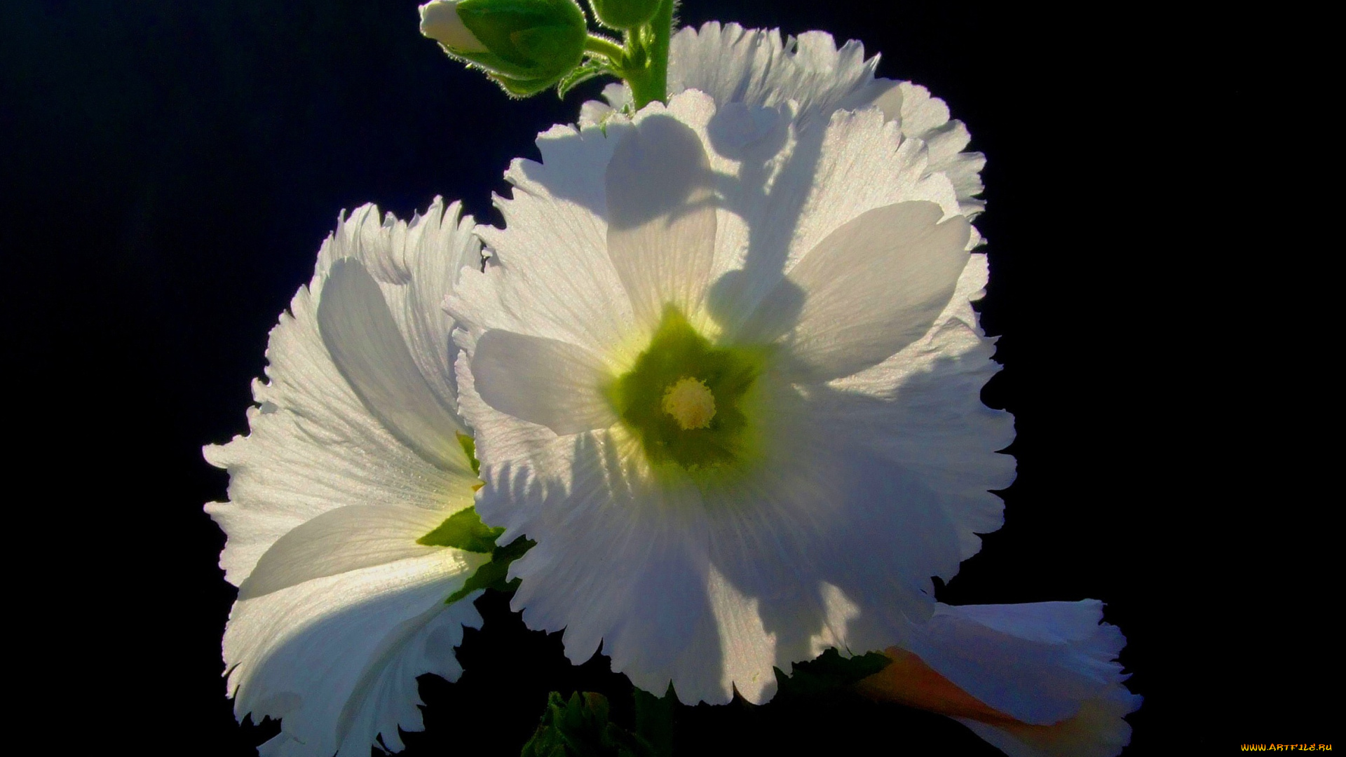 цветы, мальвы, мальва