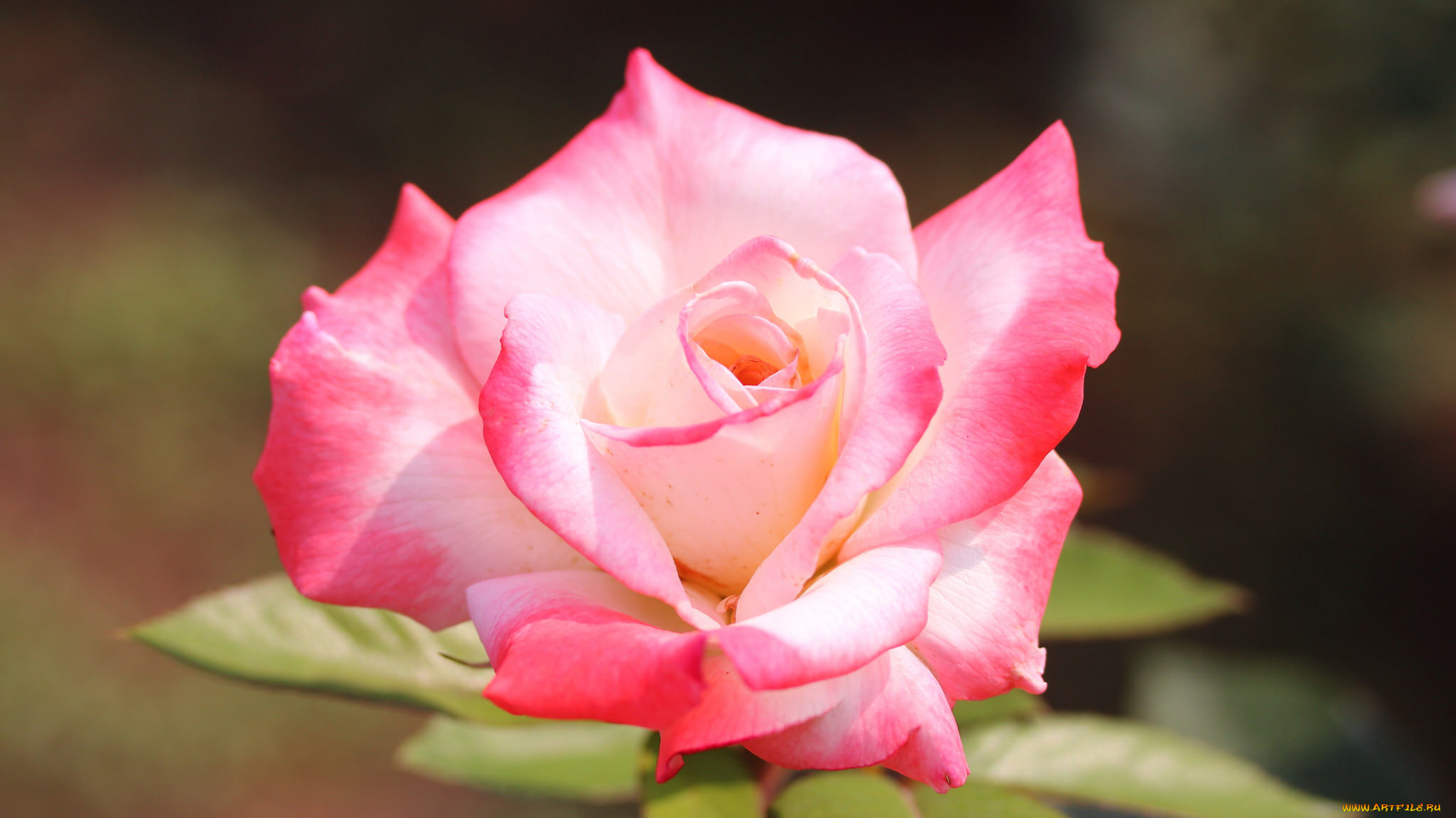 цветы, розы, цветок