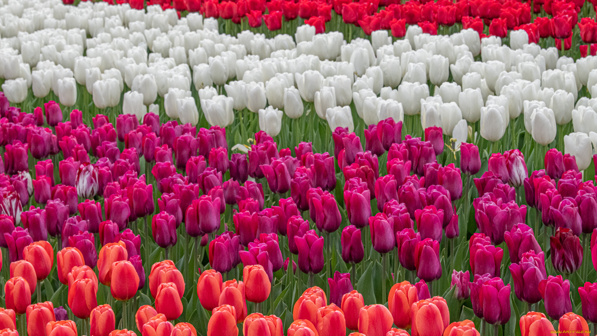 цветы, тюльпаны