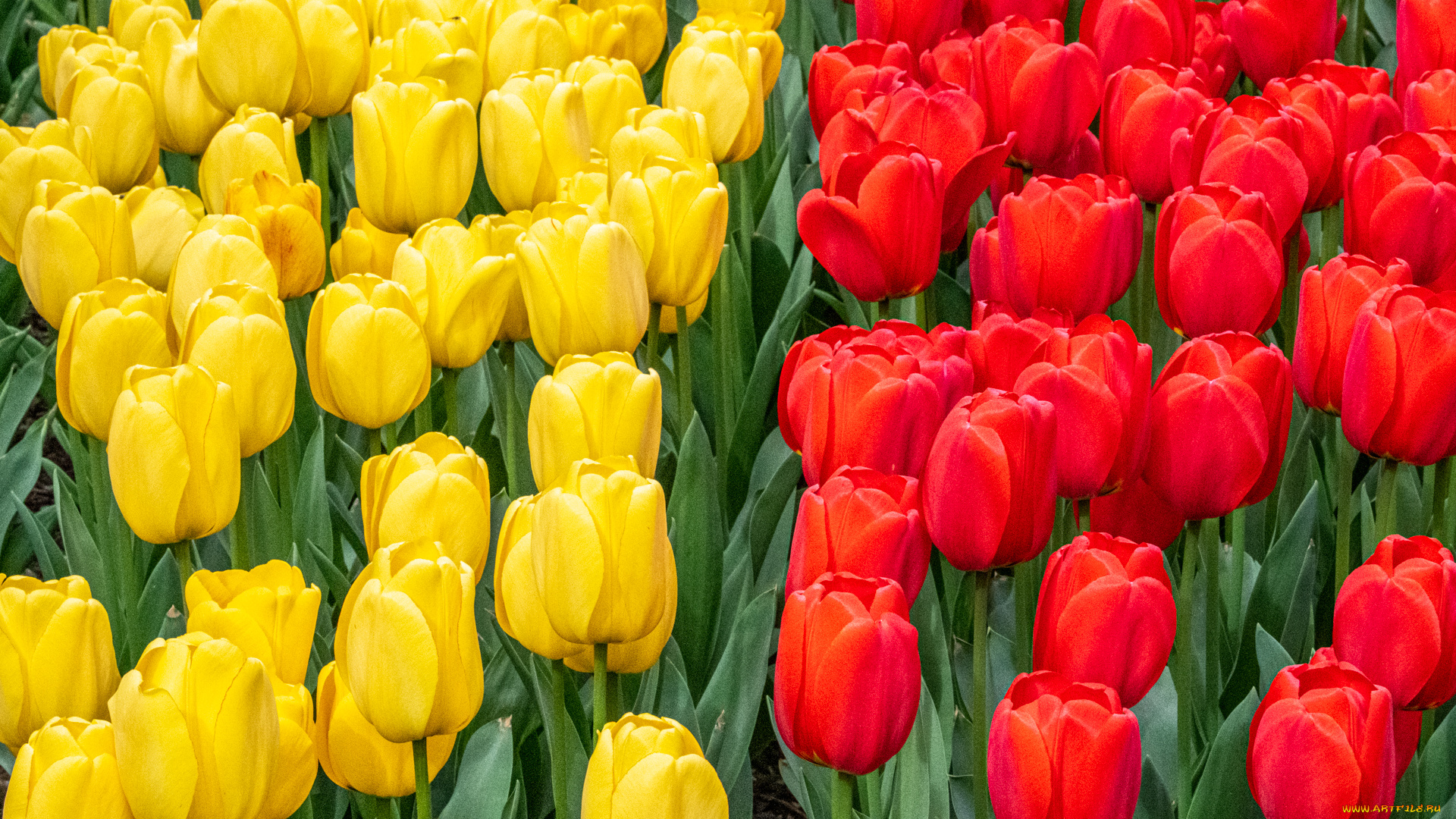 цветы, тюльпаны