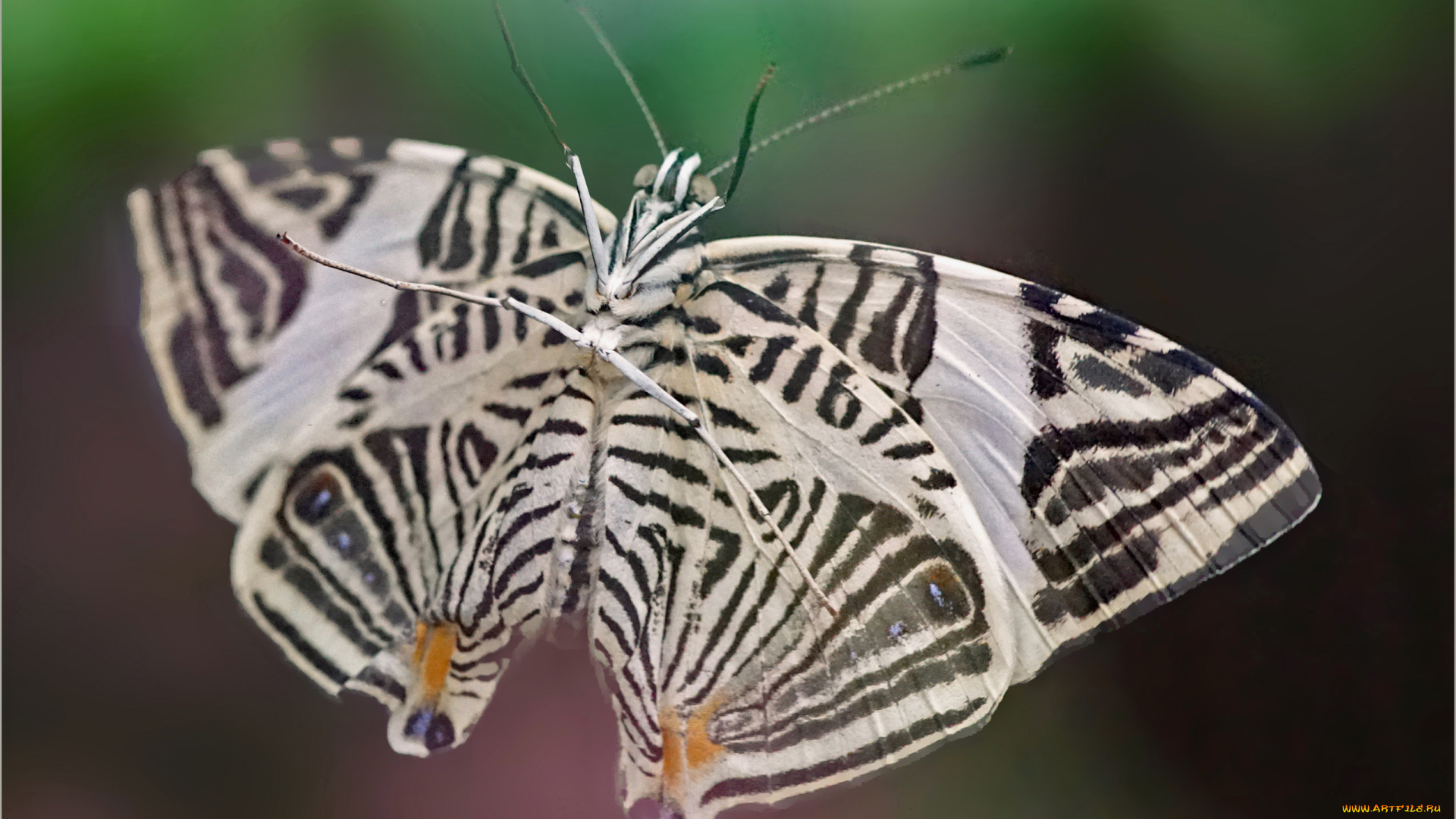 животные, бабочки, , мотыльки, , моли, бабочка
