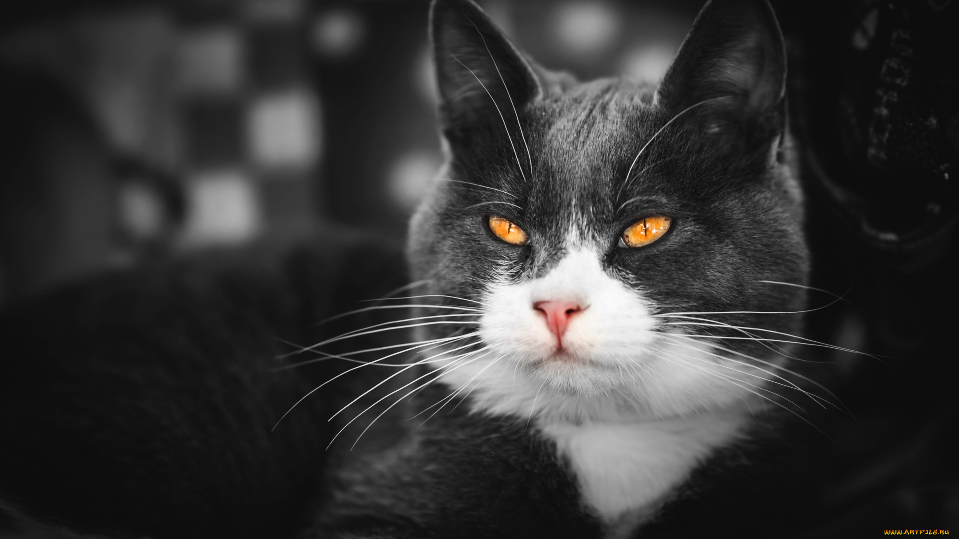 животные, коты, кот, кошка