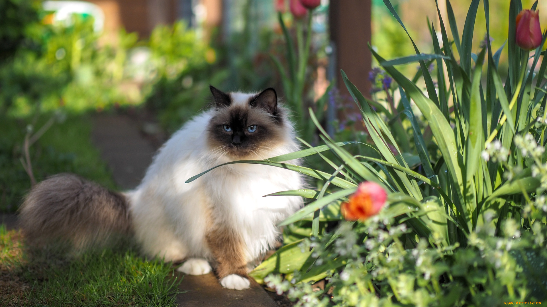 животные, коты, кот, кошка