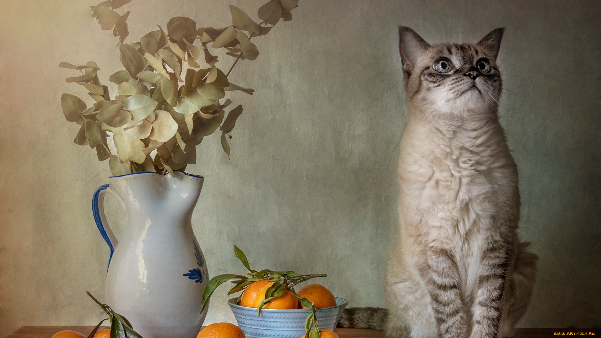 животные, коты, кот, кошка