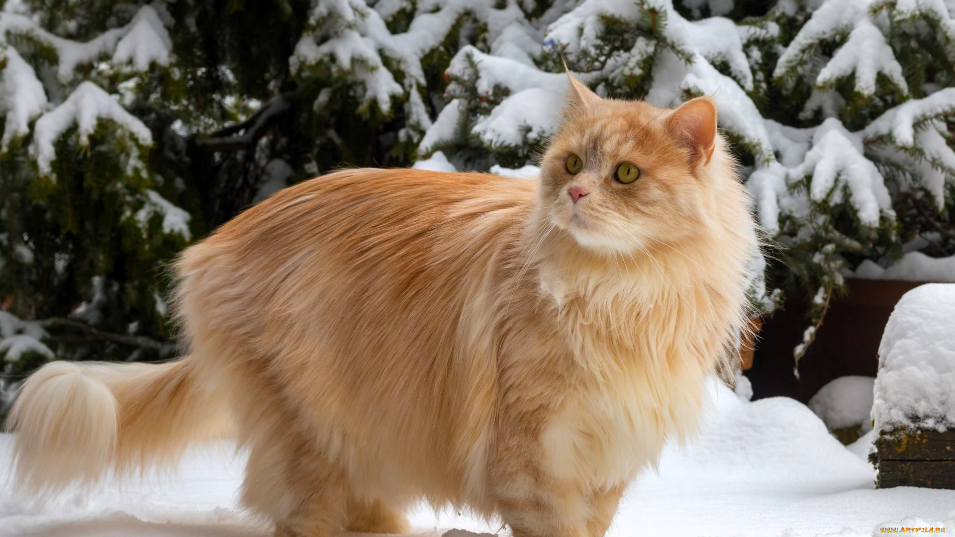 животные, коты, кот, рыжий, снег, зима, деревья, ёлки