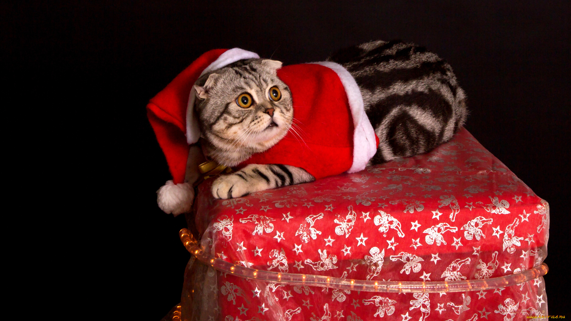животные, коты, кот, шапка, костюм, подарок, ящик, новый, год