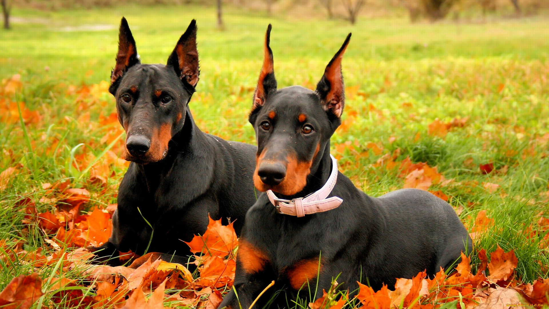 животные, собаки, пара, доберманы, листья, осень, трава, лужайка