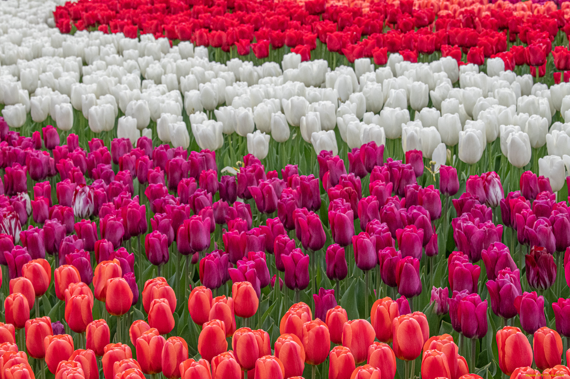 цветы, тюльпаны