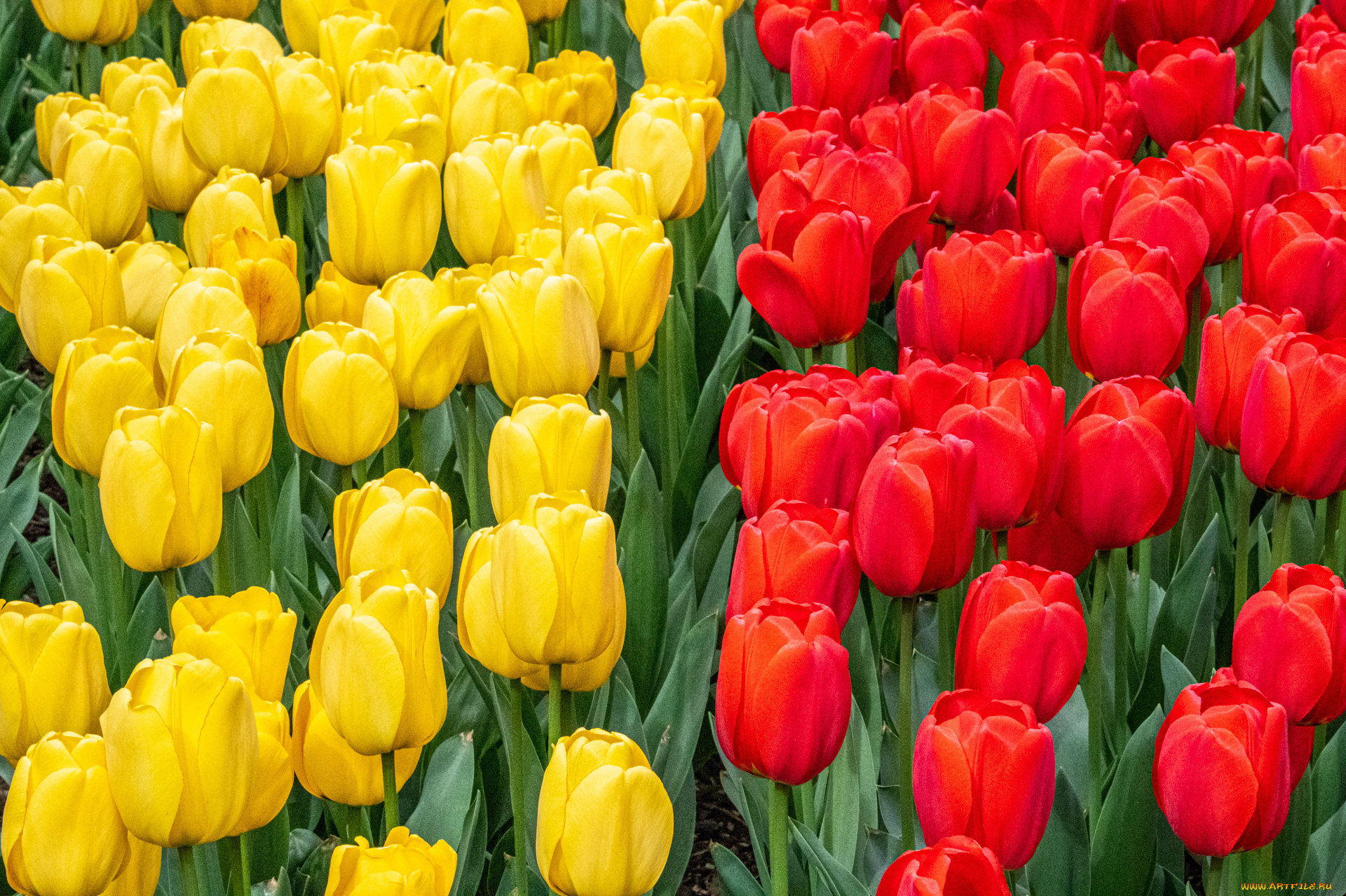 цветы, тюльпаны