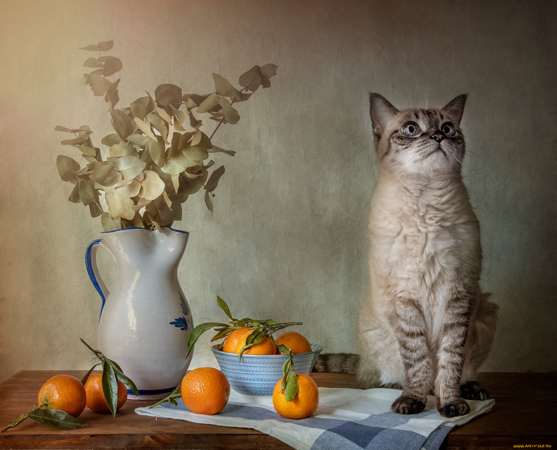 животные, коты, кот, кошка