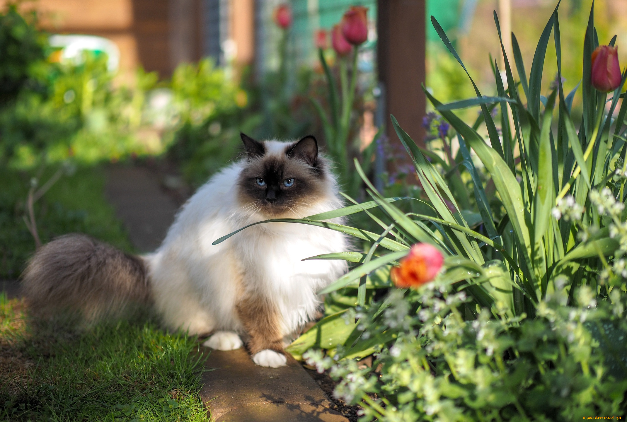 животные, коты, кот, кошка