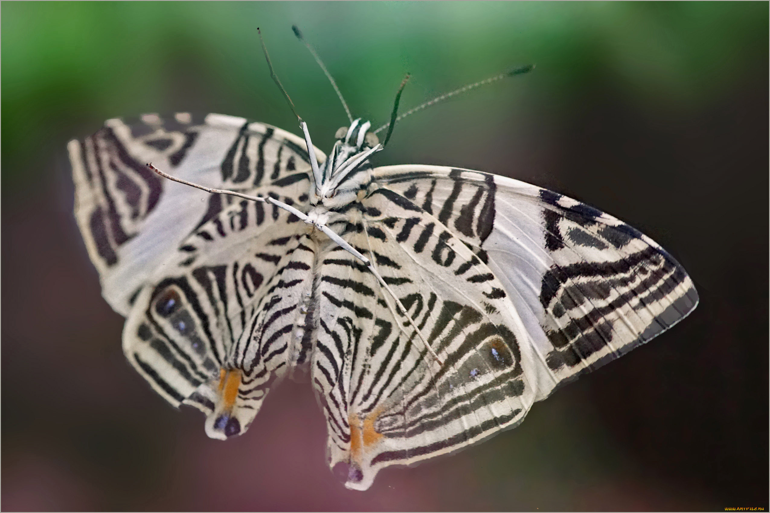 животные, бабочки, , мотыльки, , моли, бабочка