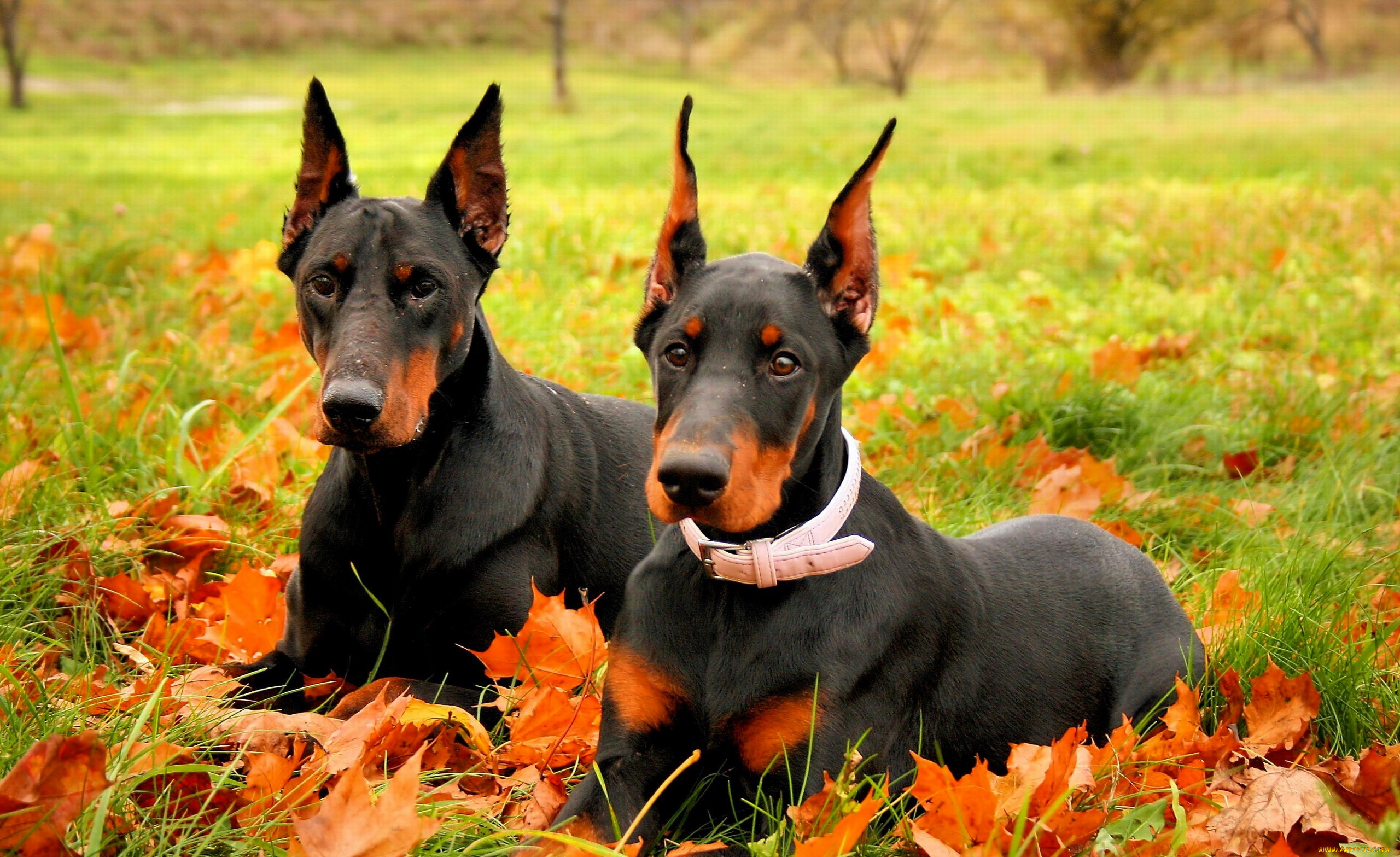 животные, собаки, пара, доберманы, листья, осень, трава, лужайка