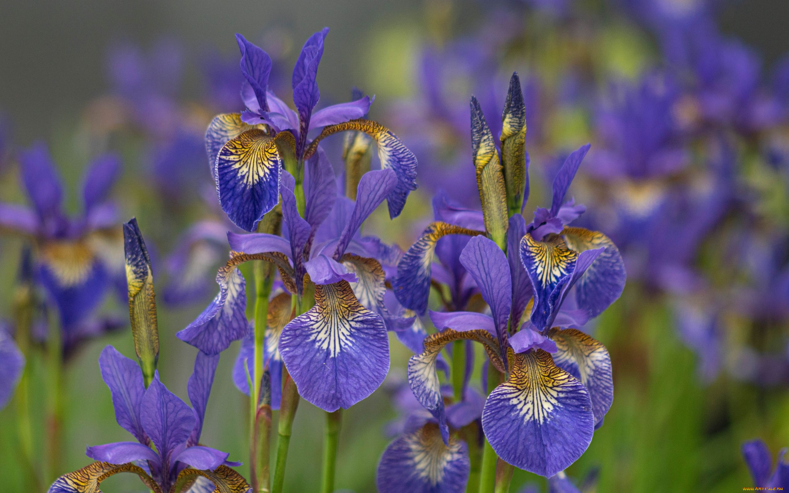 цветы, ирисы, лиловые, много
