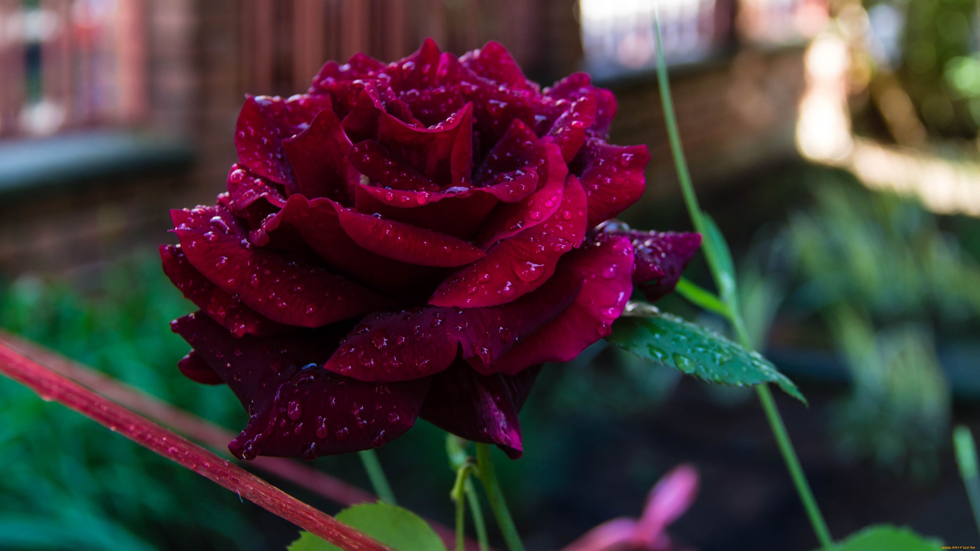 цветы, розы, цветок