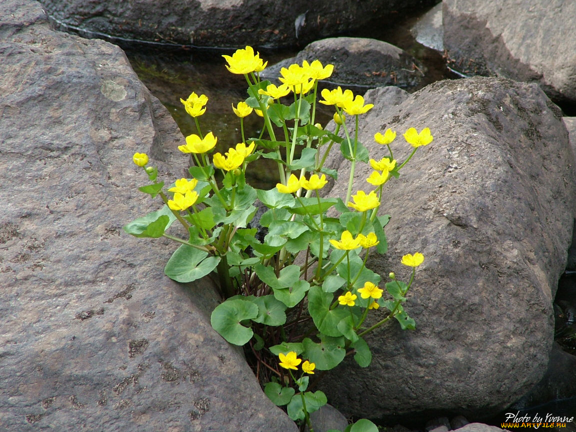 цветы, калужницы, лютики